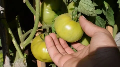 Close up of a hand checking unripe green tomatoes growing on the vine Stock Footage 133099266
