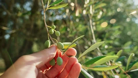 Close up on hand checking unripe green olives on tree in a grove in summer Stock Footage 308668435