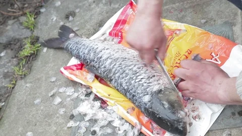 Close-up of a hand clean a fish from a scaly knife Stock Footage 72188008