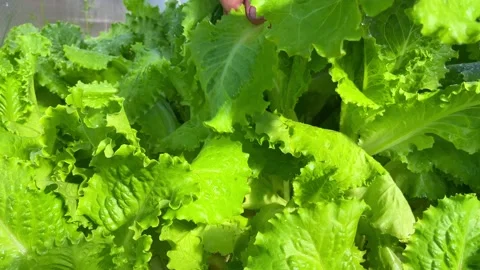Close-up of a hand collecting green leaf lettuce from the garden Stock Footage 231283009