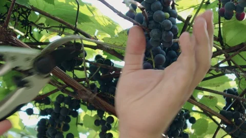 Close-up hand cuts off a beautiful bunch of ripe grapes with scissors 库存影片 122236854