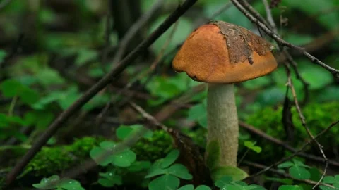 Close-up of hand cutting off red-headed mushroom with a knife. Picking mushrooms Stock Footage 281091669