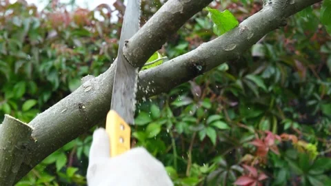 A close-up of a hand cutting a tree branch with a handsaw, a gardener doing Stock Footage 320634805