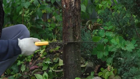 A close-up of a hand cutting a tree branch with a handsaw, a gardener doing Stock Footage 321240435