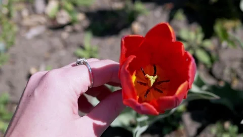 Close Up of Hand with Diamond Ring Touching Red Tulip in Sunny Garden Stock Footage 339072409