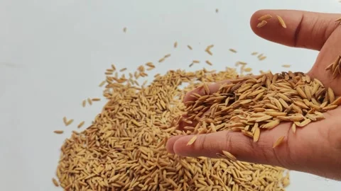 Close-up of a hand dropping dry rice grains (gabah) on white background 動画素材 313163942