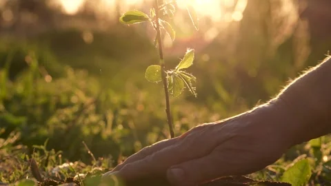Close Up Of Hand Of Eco Activist Farmer Planting Sapling Of Young Tree Vidéo 275166753