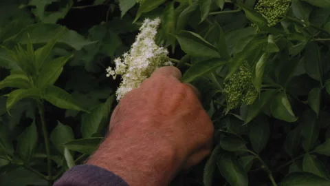 Close-up, Hand of An Elderly Man Plucks Flowers Of Medicinal Elderberry for Stock Footage 160406389
