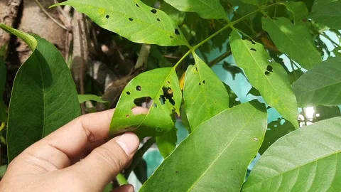 Close-up of hand examining green leaves damaged by insects in garden 스톡 동영상 337952279