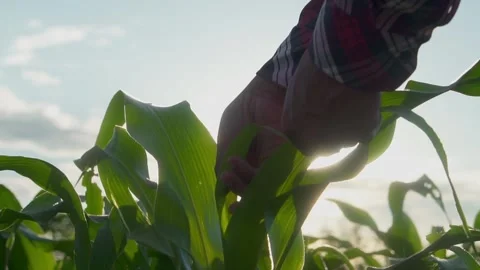 Close up hand farmer is examining corn crop plants in sunset. Stock-Footage 245421087