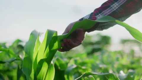 Close up hand farmer is examining corn crop plants in sunset. Video stock 245421090