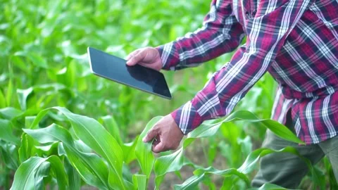 Close up hand farmer man using digital tablet in a young cornleaves at suns.. Video stock 245421091