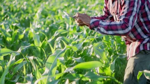 Close up hand farmer man using digital tablet in a young cornleaves at suns.. 動画素材 245421106