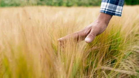 Close-up hand farmer is touching ears of wheat on field in sun, inspecting his Stock Footage 202045996