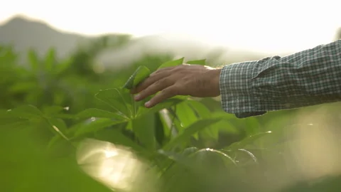 Close up hand farmer touching leaves in plantation field at sunset. Farmers work Stock Footage 158911457