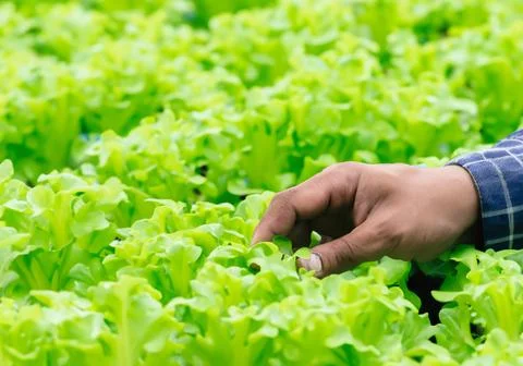 Close up hand farmer working Stock Photos