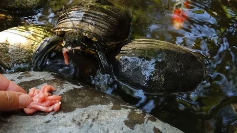 Close up hand feeding pond turtles Stock Footage 96005459