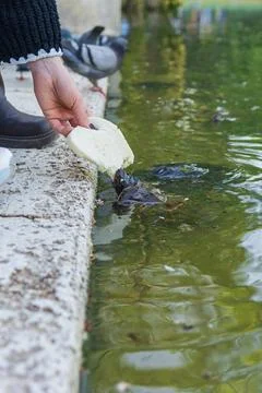 Close hand feeding turtle with bread in urban pond as ecology issue Photos