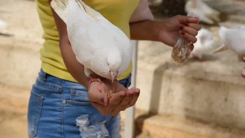 Close up hand feeding white pigeons in park. Summer day. Group of white doves.2 Stock Footage 79534580