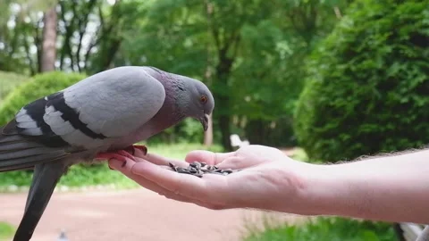 Close-up of hand feeding wild pigeons Stock Footage 244523868