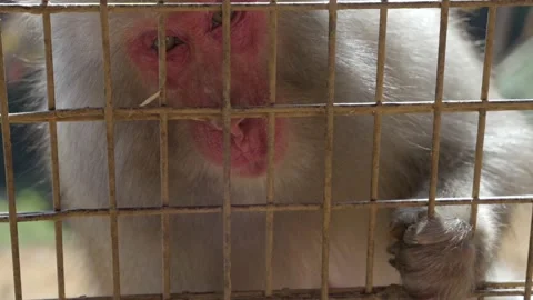 Close up hand feeds monkey through cage Stock Footage 232802296