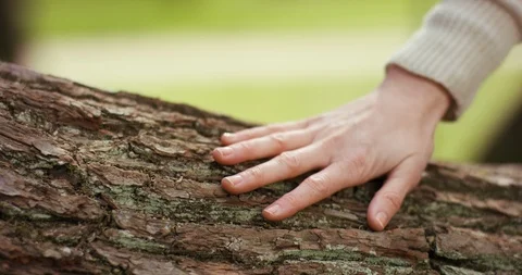 Close up of a hand feeling the structure of a tree Stock Footage 106521090
