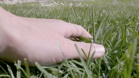 Close up hand feels with the palm of the hand the tufts of grass grass. Video stock 152894696
