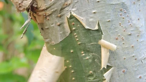 Close up hand finger peeling pulling removing tearing dry birch tree bark skin Stock Footage 161881810