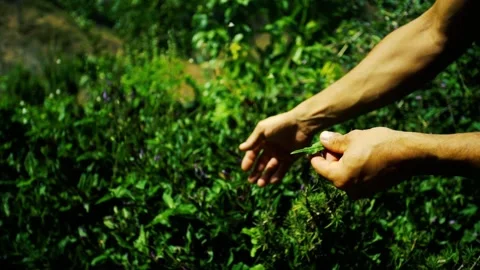 A close up of a hand Stock Footage 155590789
