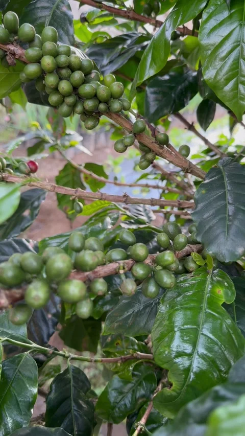 Close up hand with Fresh coffee tree Video stock 243470476