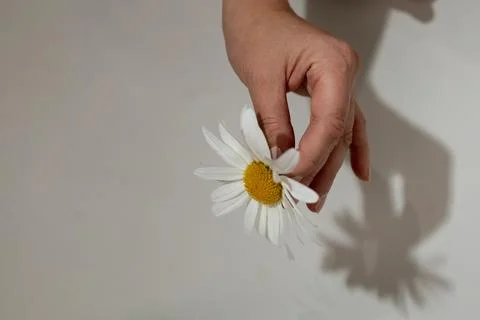 Close-up of a Hand Gently Holding a Daisy Flower With Its Shadow on a Light Stock Photos