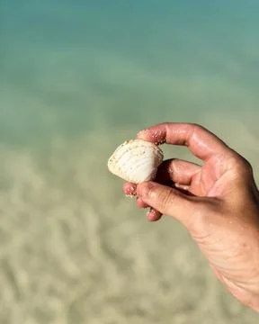 Close-up of a hand gently holding a seashell near a serene ocean shoreline Stock Photos