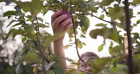 Close-Up of Hand Gently Picking Fresh Apple at Sunset Stock Footage 271371713