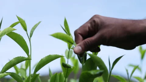 A close-up of a hand gently picking fresh tea leaves from a tea plantation. Stock Footage 340886567
