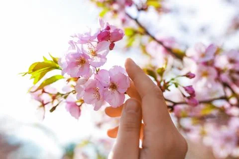 Close-up of a hand gently touching blooming pink cherry blossoms on a sunny.. 스톡 사진