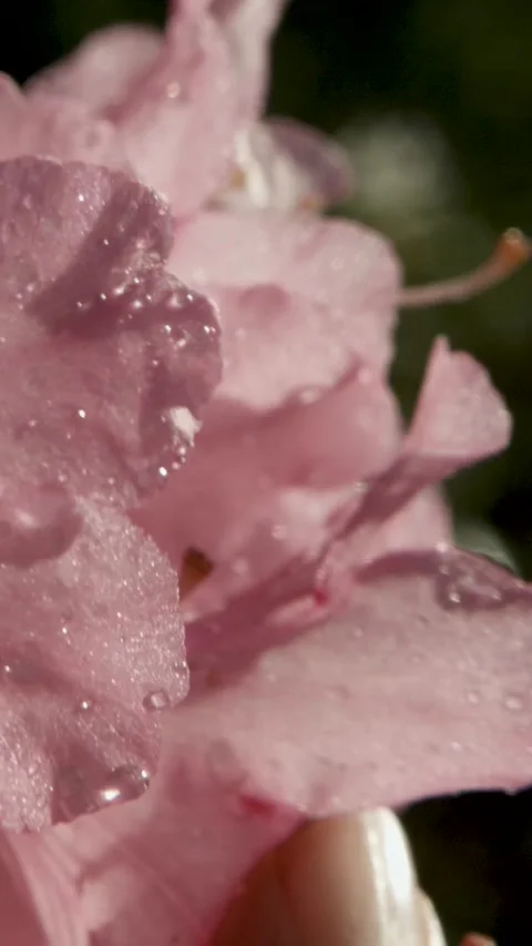 Close Up of Hand Gently Touching Dewy Pink Flower Petals Outdoors in Sunlight Stock Footage 334945991