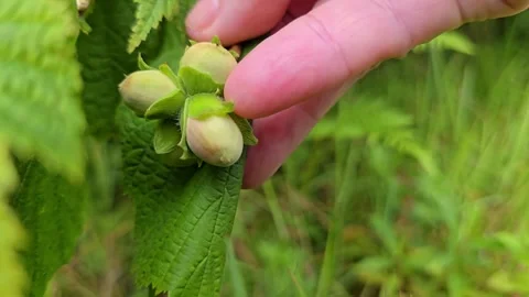 Close-up of a hand gently touching green unripe hazelnuts on a branch . Stock Footage 341745210