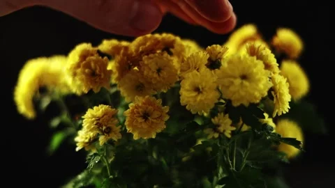 Close-up of hand gently touching vibrant yellow chrysanthemum flowers in soft Stock Footage 339069616