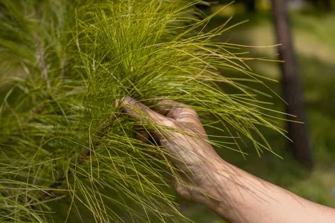 Close-Up of a Hand Gently Touching Vibrant Green Pine Needles in a Natural .. Stock Photos
