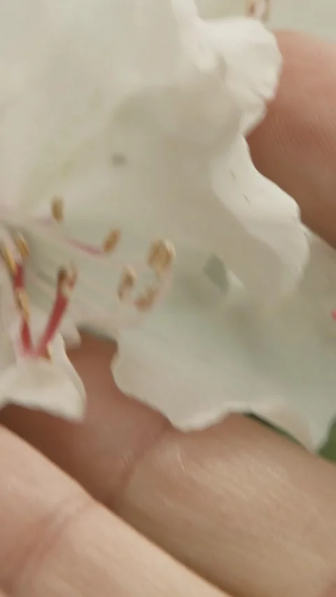 Close-Up of Hand Gently Touching White Flower Petals Outdoors Stock Footage 334946937