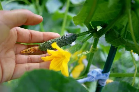 Close-up of hand gingerly touching young cucumber with bright yellow flower.. Stock Photos