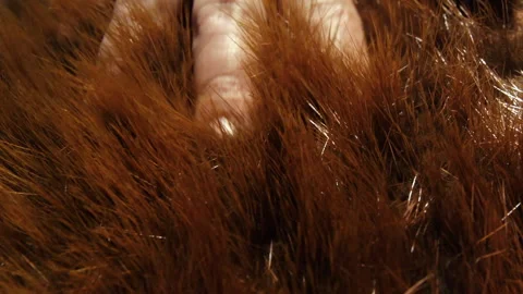 Close up of a hand goes through the fur  of a coat, checking ti's hair height Stock Footage 274155755