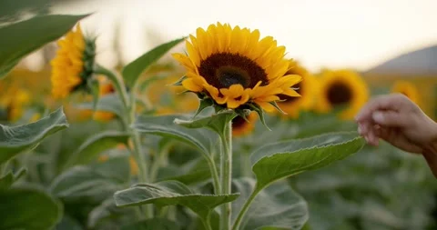 Close up of hand grabbing large vibrant sunflower 库存影片 211451042