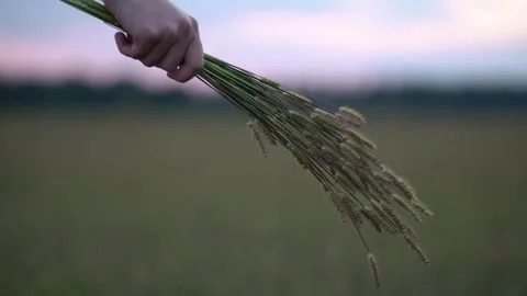 Close-up hand grasping wild grass ears over green meadow at sunset Video stock 343138554