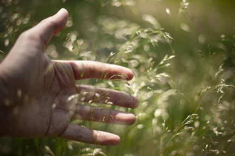 Close-Up of hand in Grass Blades with Soft Bokeh Background Foto stock