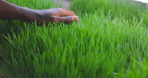 Close-up of a hand on the grass. Stock Footage 156067098