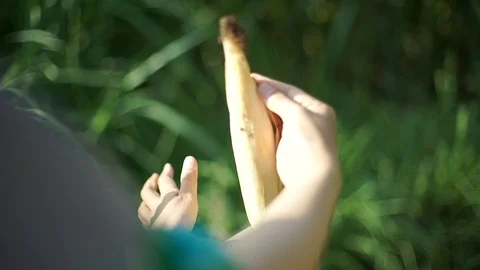 Close Up hand harvesting corn in corn field Vídeo Stock 119546227