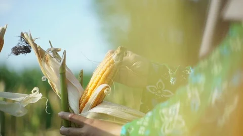 Close Up hand harvesting corn 스톡 동영상 119551541