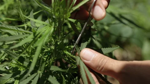 Close up hand harvesting a leaf of marijuana medicine. Cannabis cultivation plot Vídeos de archivo 158884532