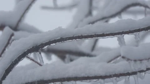 Close up, hand-held shot of twigs covered with falling snow and ice Vídeos de archivo 168145013